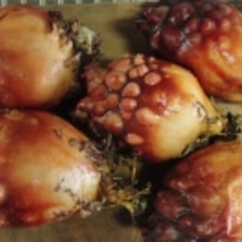 ホヤの干物 レシピ 作り方 By あとぶー 楽天レシピ ホヤの干物 レシピ 作り方 By あとぶー 楽天レシピ